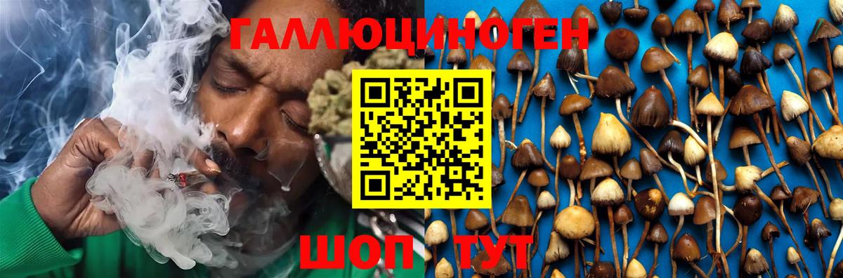 Галлюциногенные грибы Psilocybe Наро-Фоминск